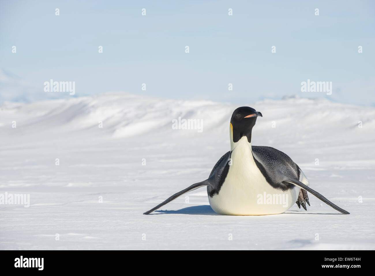 Manchot Empereur glisse sur le ventre sur la glace de mer de la mer de Ross. Banque D'Images