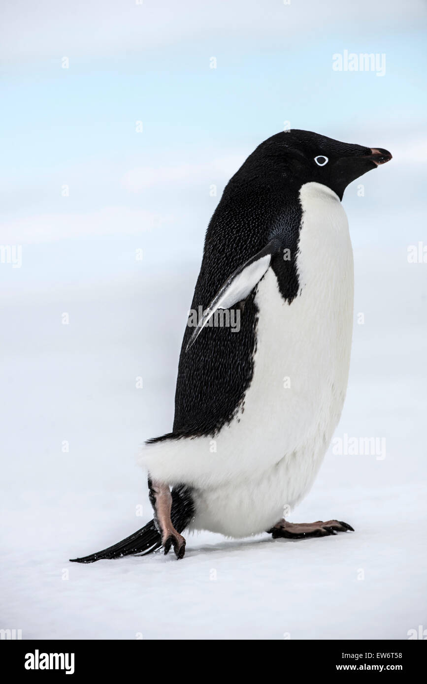 Adelie penguin marche sur la mer de glace. Banque D'Images