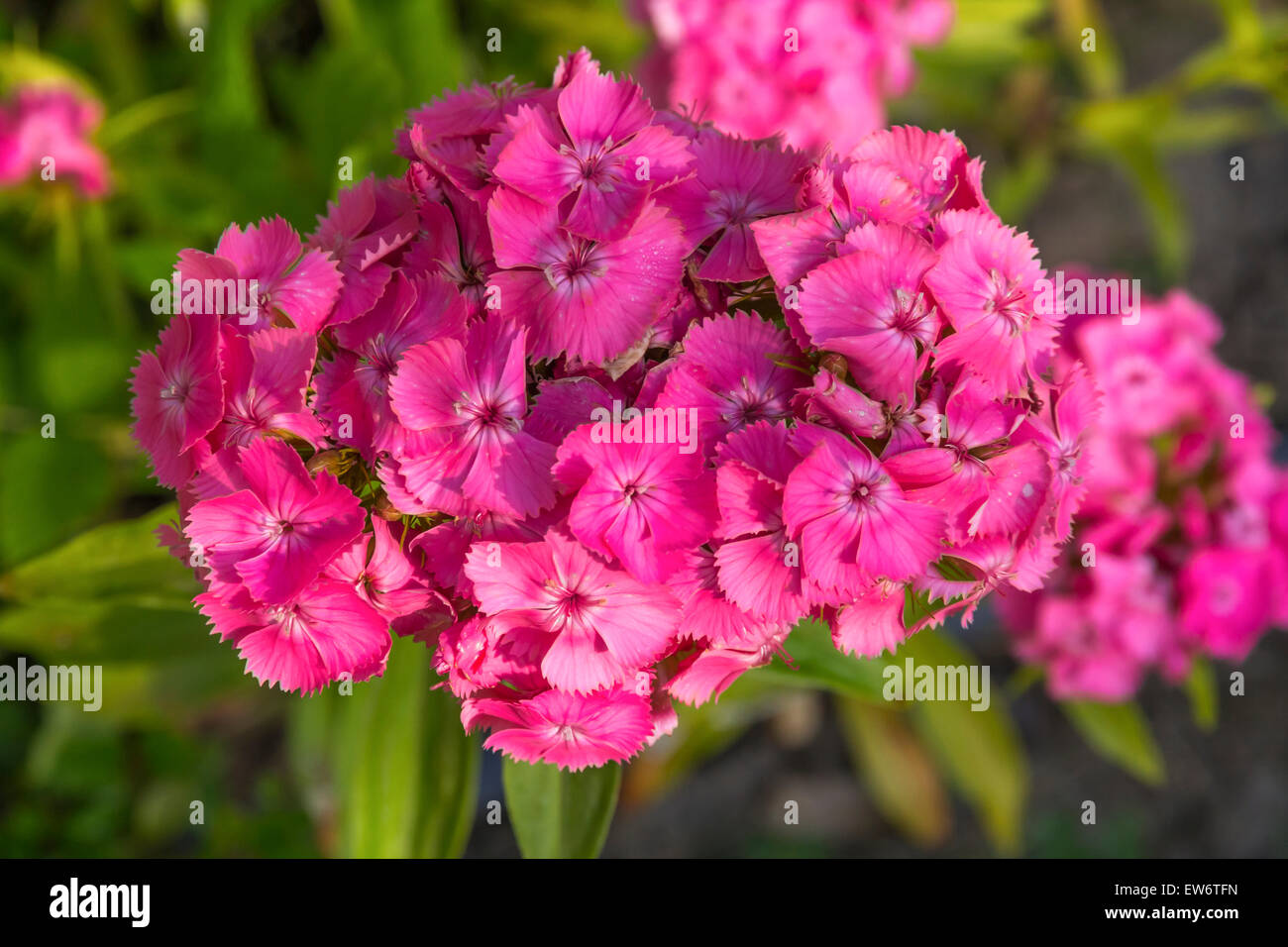 Dianthus barbatus fleurit en été, jardin Banque D'Images