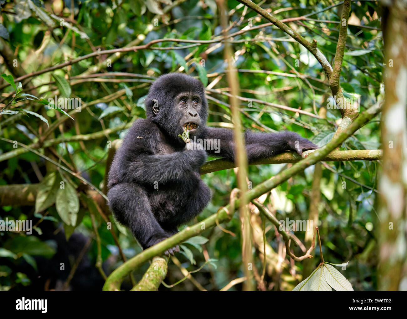 Jolie jeune gorille de montagne [Gorilla beringei beringei], la forêt impénétrable de Bwindi, en Ouganda, l'Afrique Banque D'Images