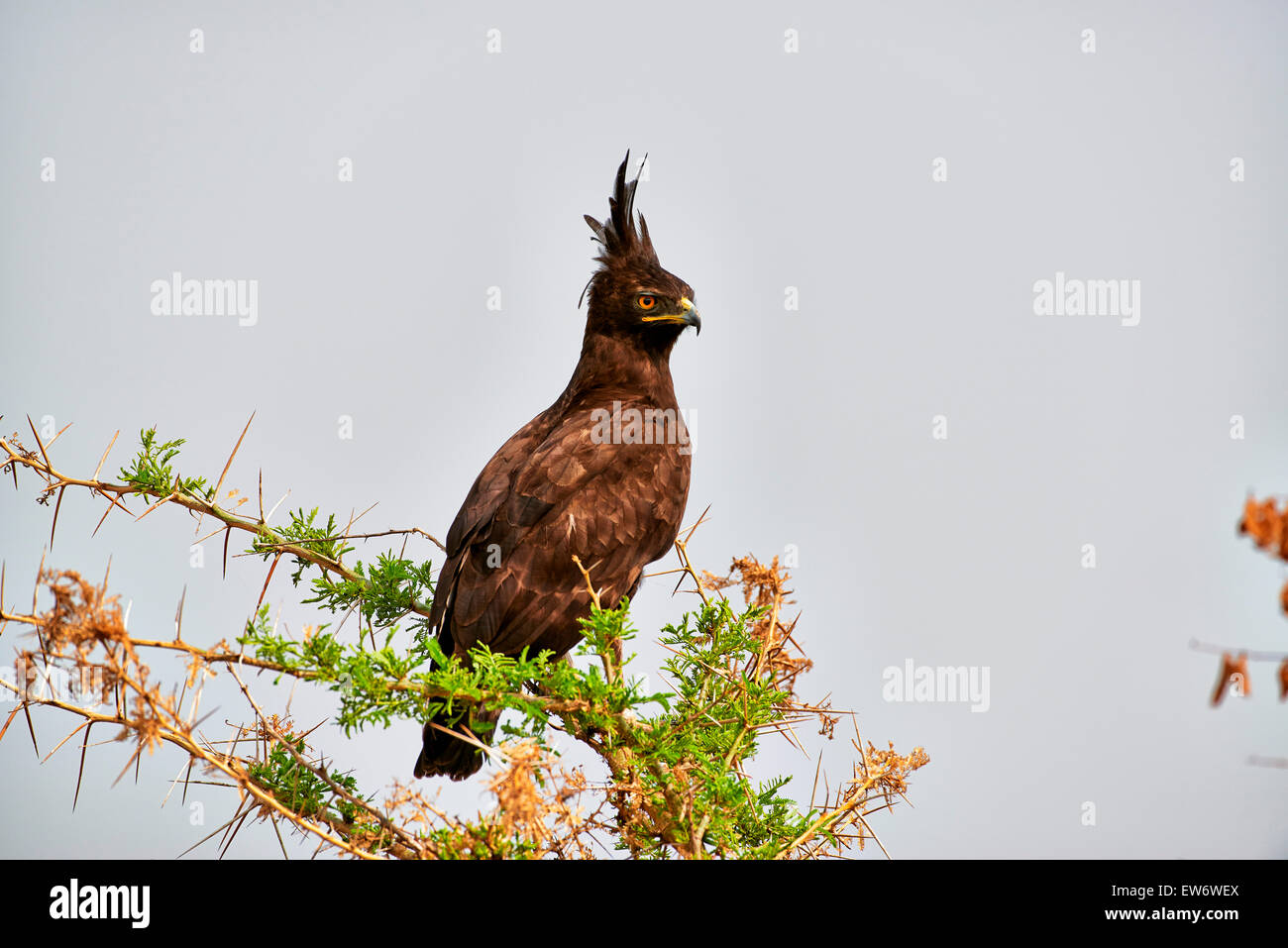 Long-crested eagle, Lophaetus occipital, Secteur Ishasha, Parc national Queen Elizabeth, l'Ouganda, l'Afrique Banque D'Images