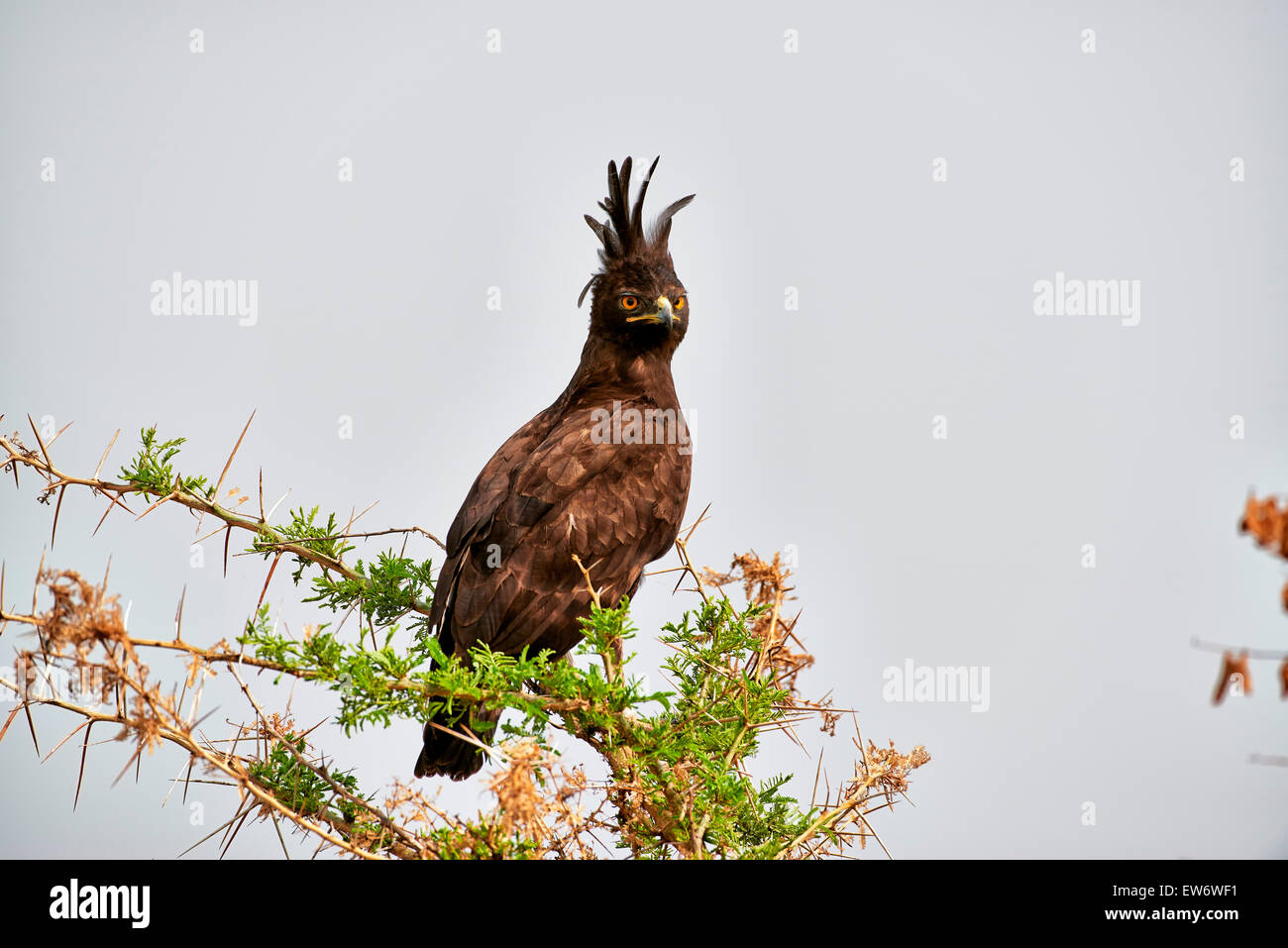 Long-crested eagle, Lophaetus occipital, Secteur Ishasha, Parc national Queen Elizabeth, l'Ouganda, l'Afrique Banque D'Images