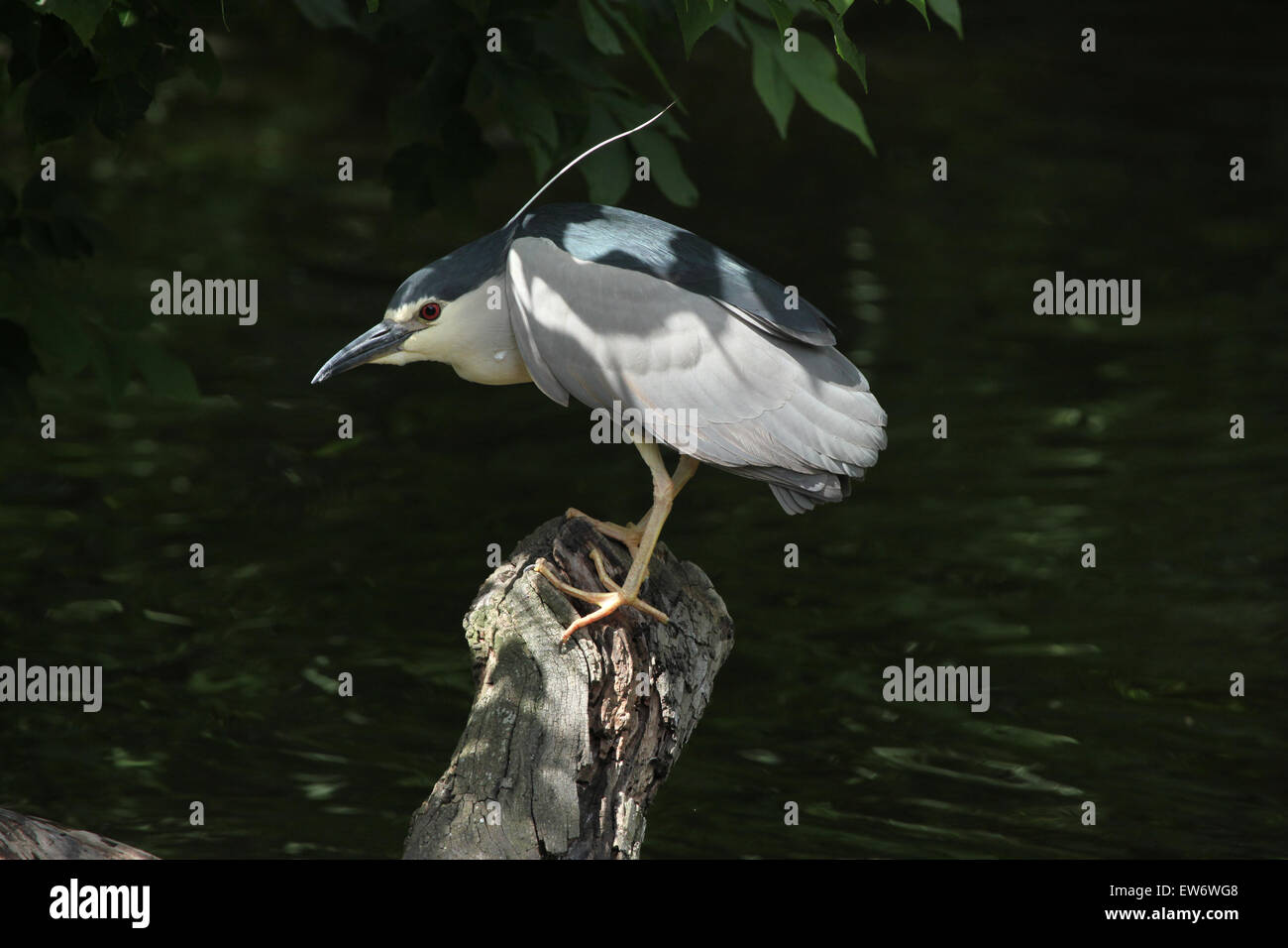 Bihoreau gris (Nycticorax nycticorax), également connu comme la nuit à heron Zoo de Prague, République tchèque. Banque D'Images