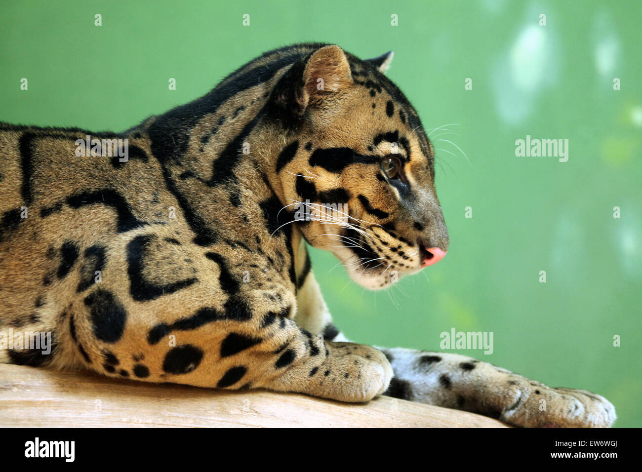 La panthère nébuleuse (Neofelis nebulosa) au Zoo de Prague, République tchèque. Banque D'Images
