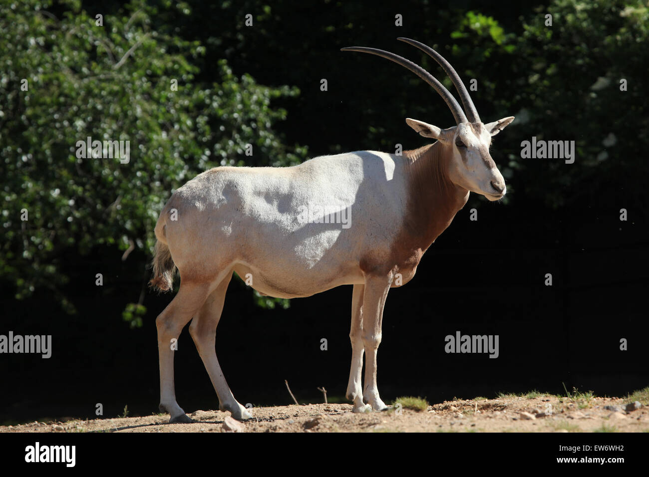 Oryx algazelle (Oryx dammah), également connu sous le nom de Sahara Occidental ou oryx scimitar-horned oryx au Zoo de Prague, République tchèque. Banque D'Images