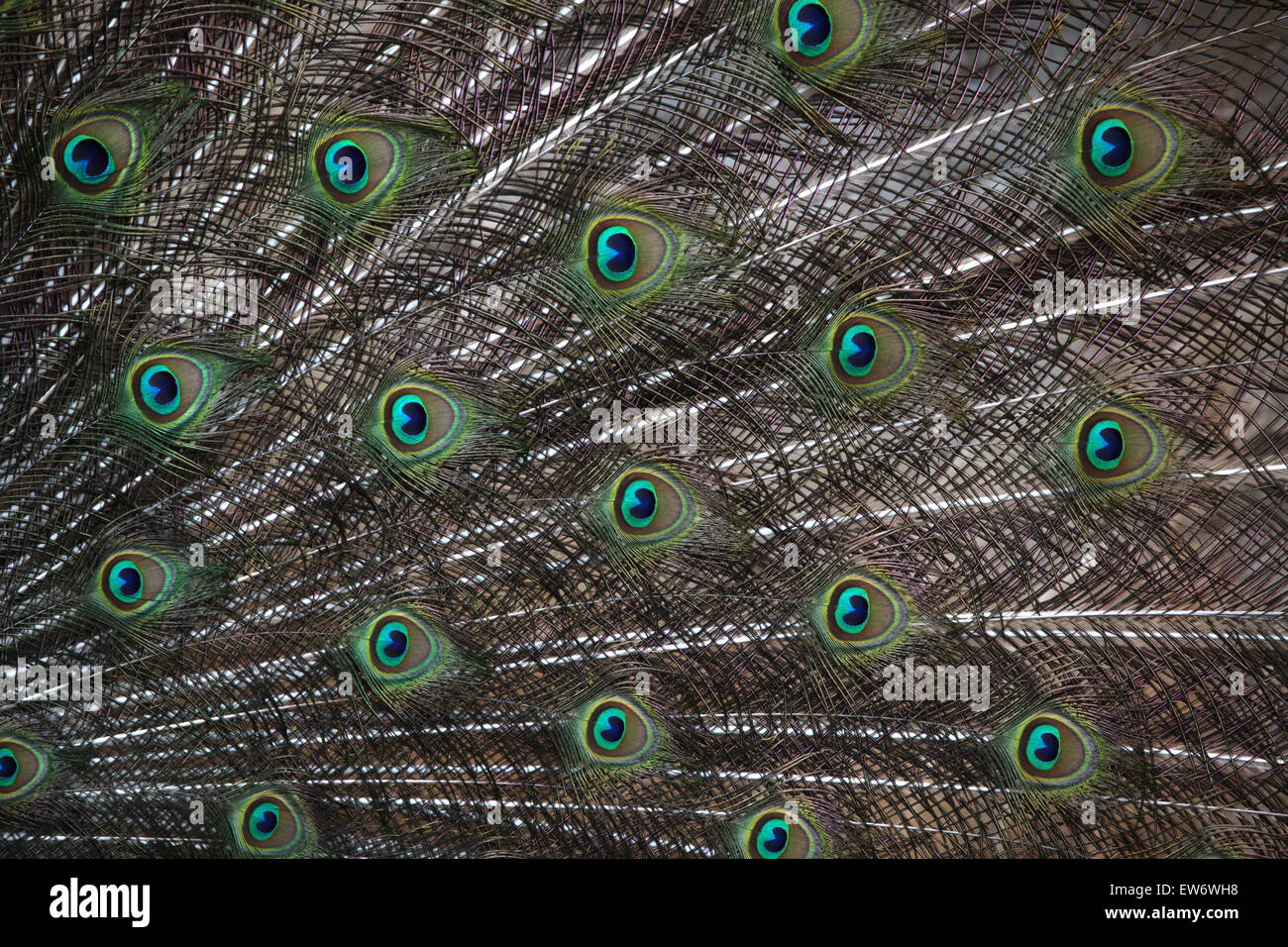 Pavo cristatus (paons indiens), également connu sous le nom de paons bleus. Des animaux de la faune. Banque D'Images