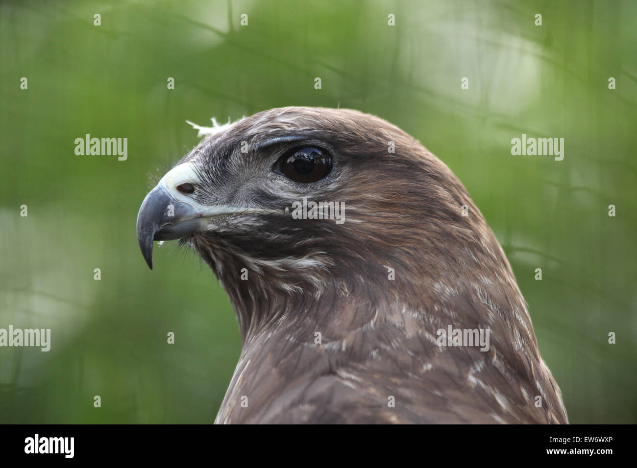 Eurasian buzzard (Buteo buteo), également connu sous le nom de la buse variable au Zoo de Prague, République tchèque. Banque D'Images