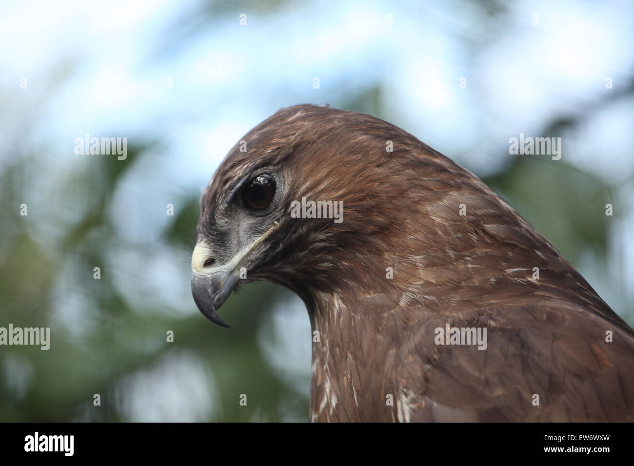 Eurasian buzzard (Buteo buteo), également connu sous le nom de la buse variable au Zoo de Prague, République tchèque. Banque D'Images