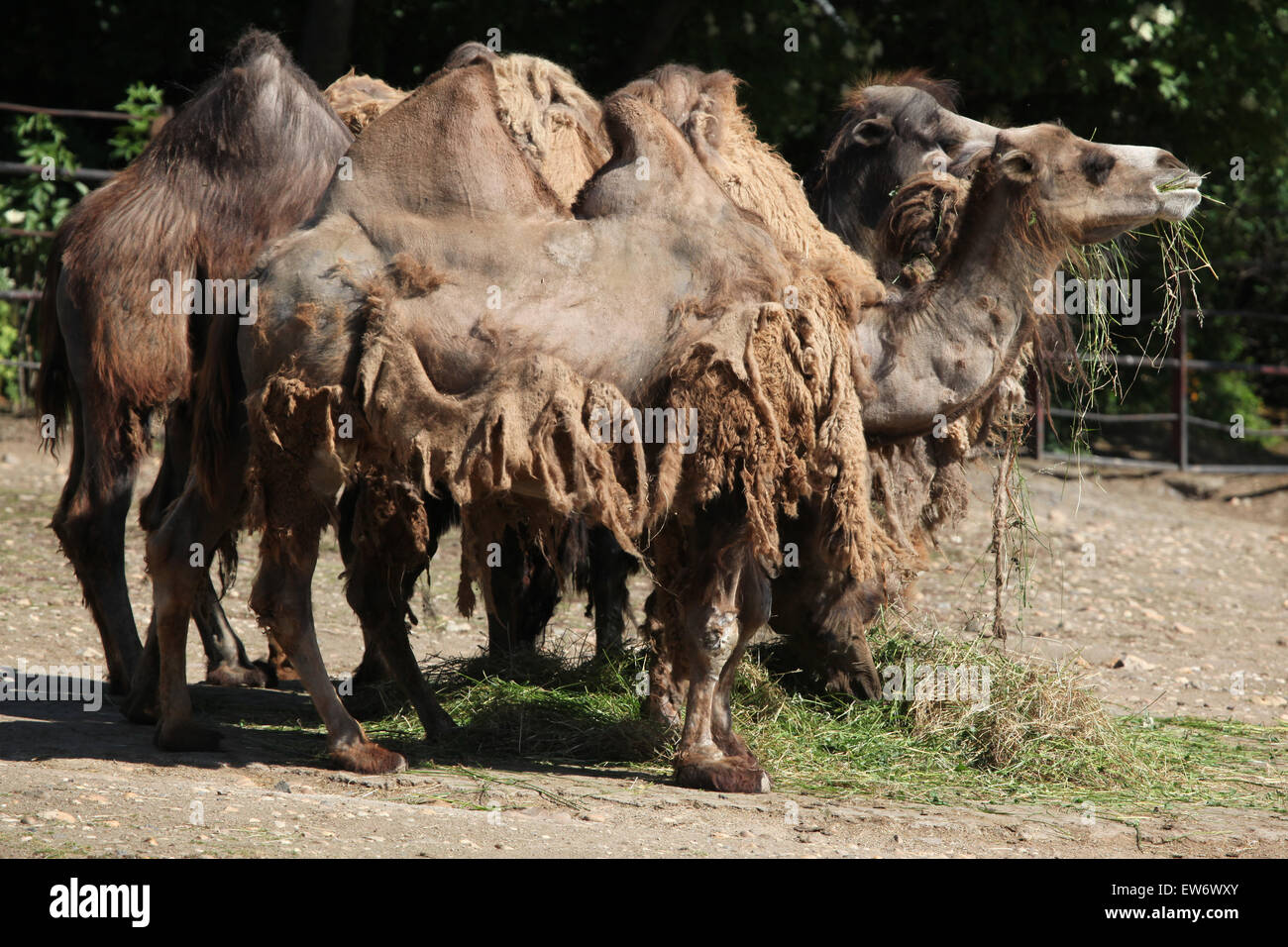 Le troupeau de chameaux de Bactriane (Camelus bactrianus) au Zoo de Prague, République tchèque. Banque D'Images