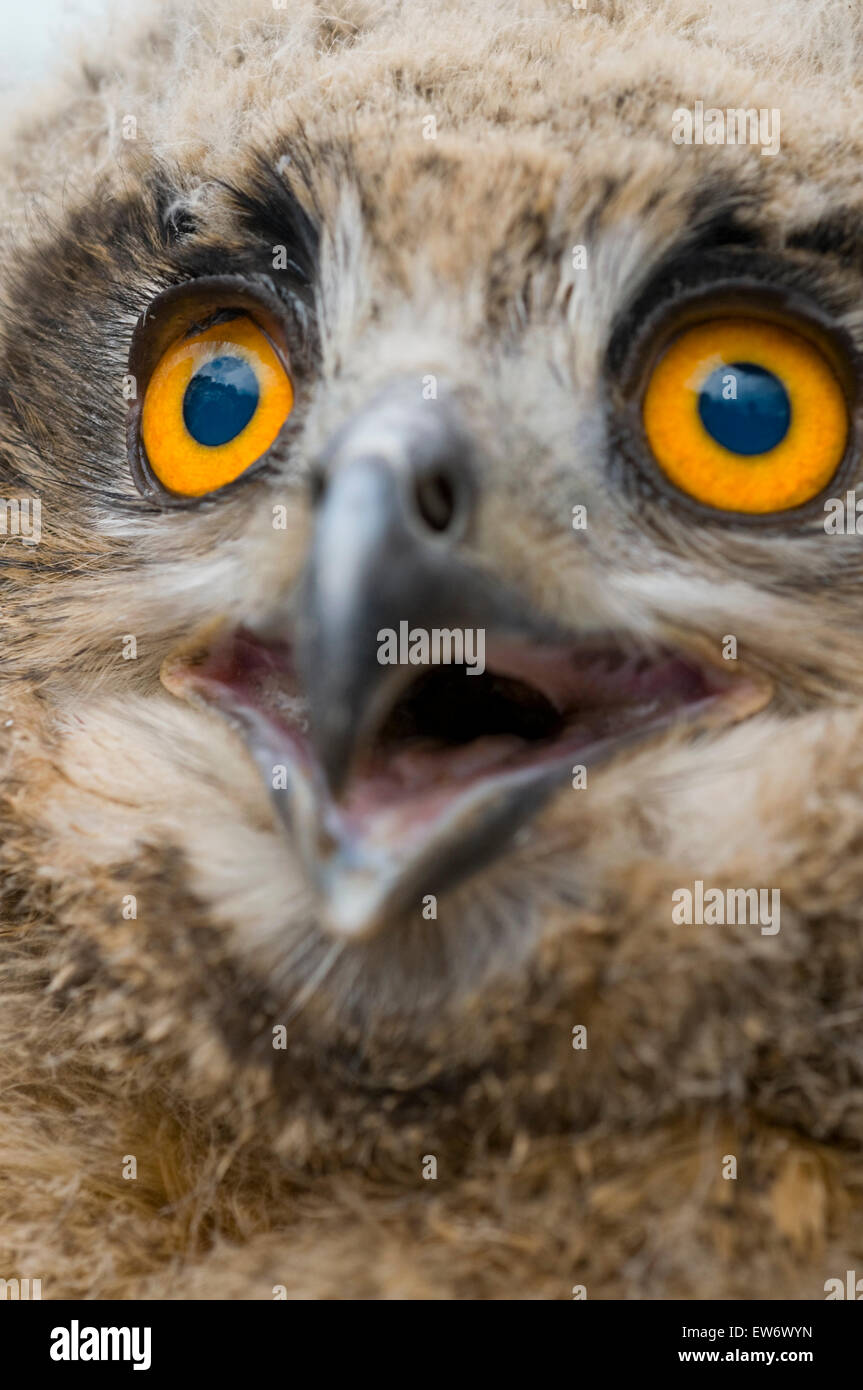 Grand Owl (Bubo bubo), portrait Banque D'Images