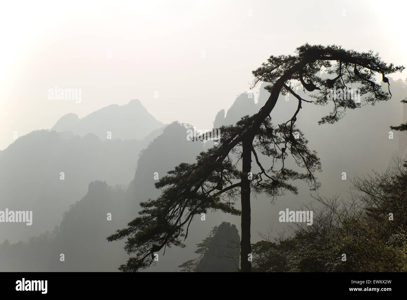 Pine Tree en Huangshan Montagnes. La Chine. Banque D'Images