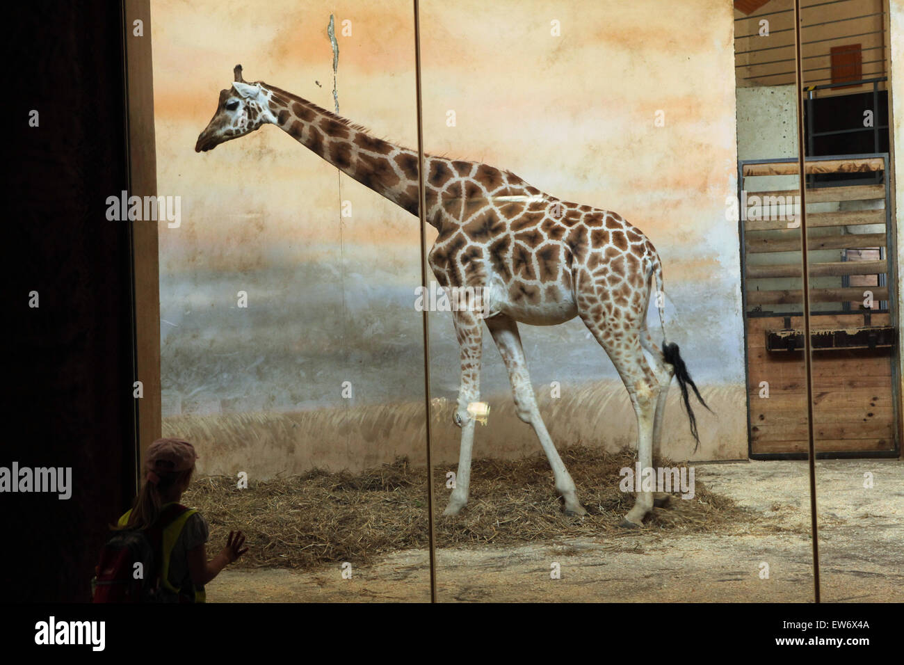 Visiteur regarde les Rothschild Girafe (Giraffa camelopardalis rothschildi) au Zoo de Prague, République tchèque. Banque D'Images