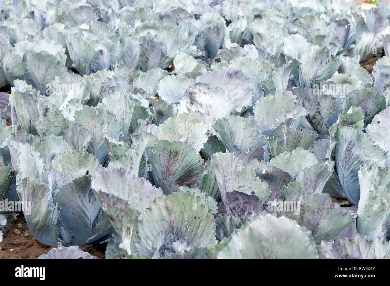 Chou rouge(Brassica oleracea) Rhénanie-Palatinat, Allemagne zone Europe Banque D'Images