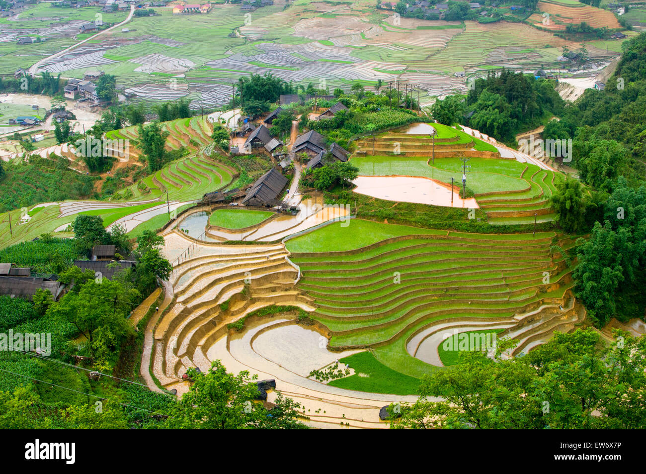 Champ de riz en terrasses dans la région de Sapa, Vietnam Banque D'Images