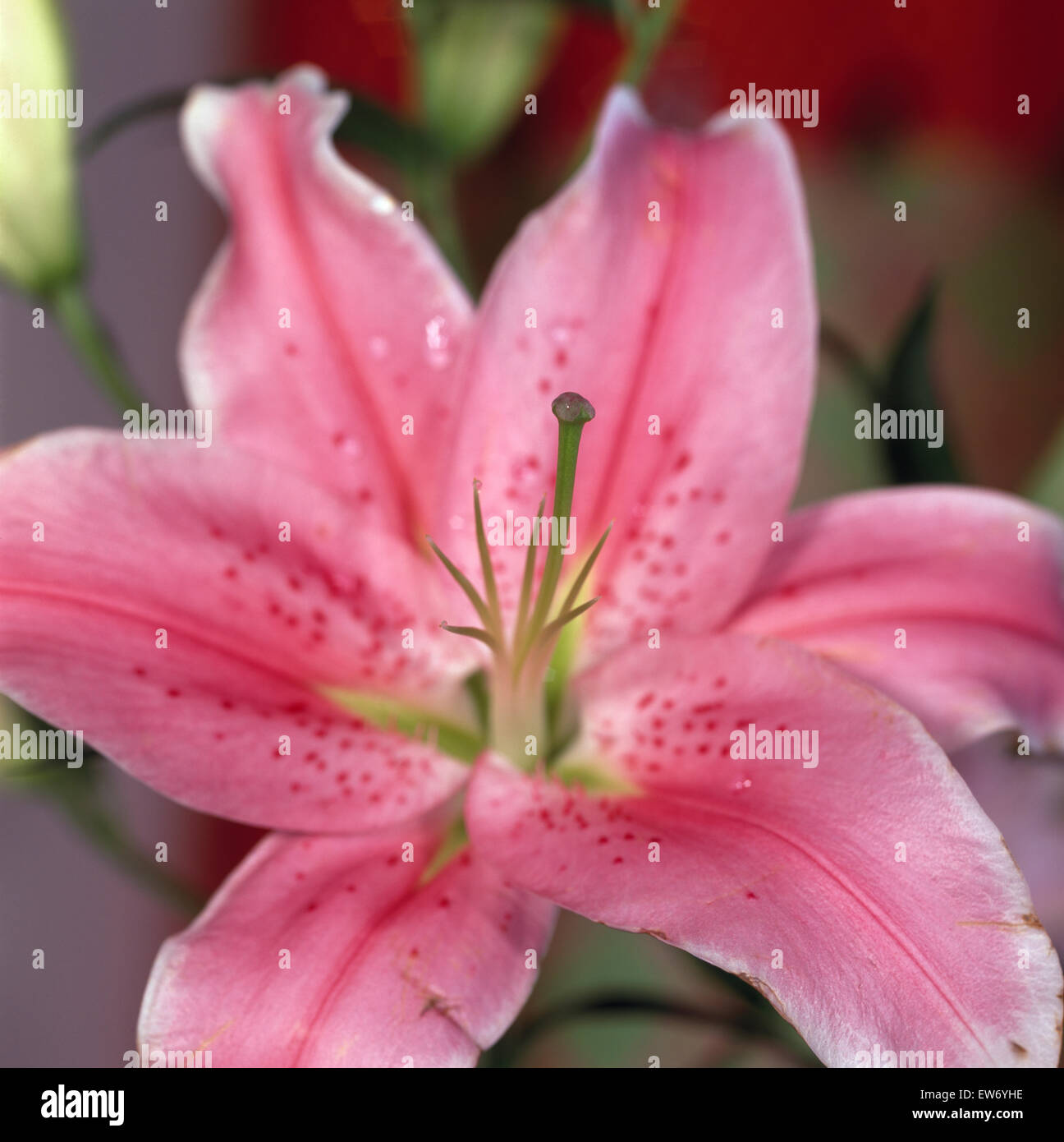 Close-up of a pink lily Banque D'Images