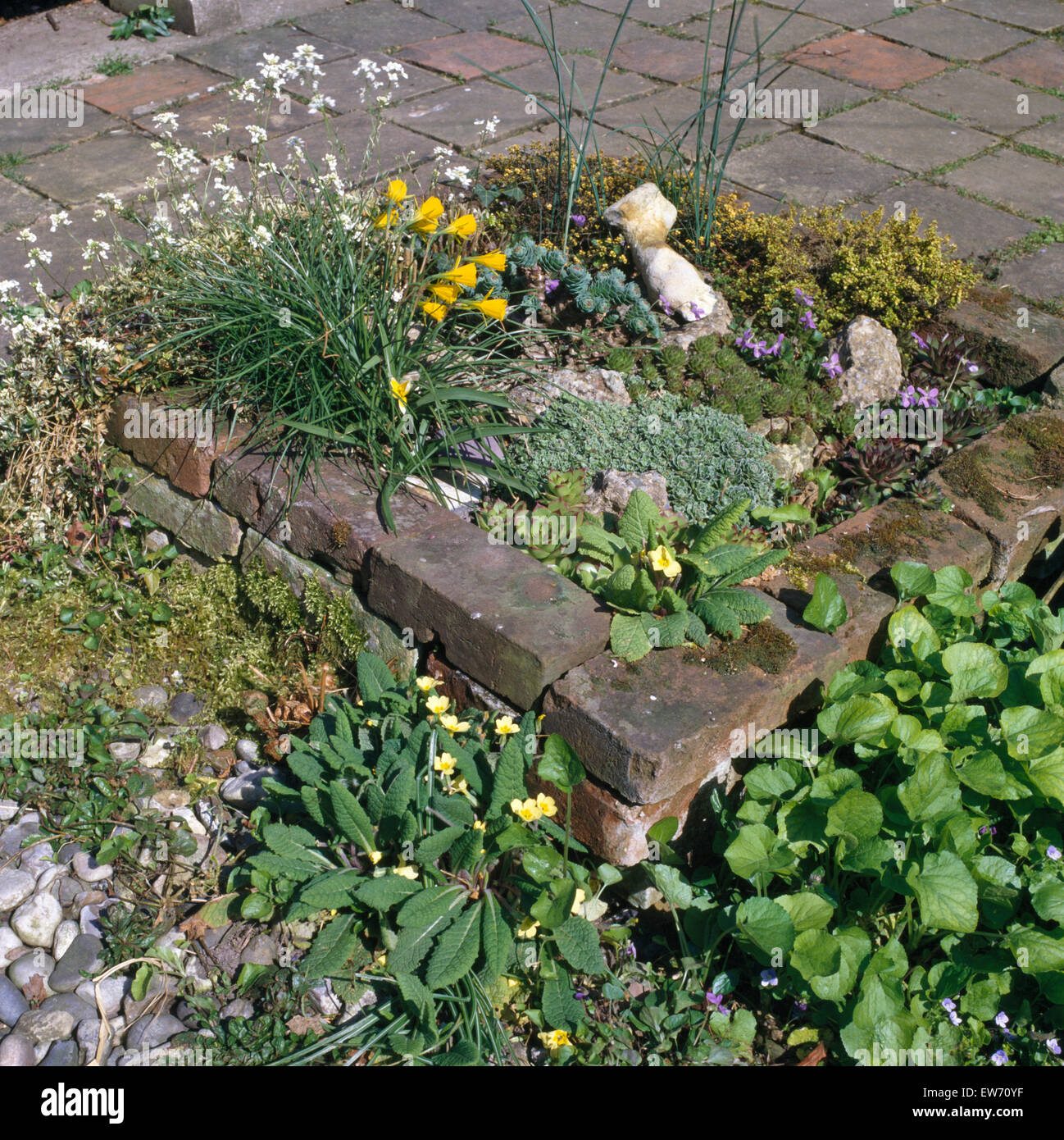 Les petits bulbes de printemps et alpines en petites plaquettes de brique lit dans années 70, jardin de banlieue Banque D'Images