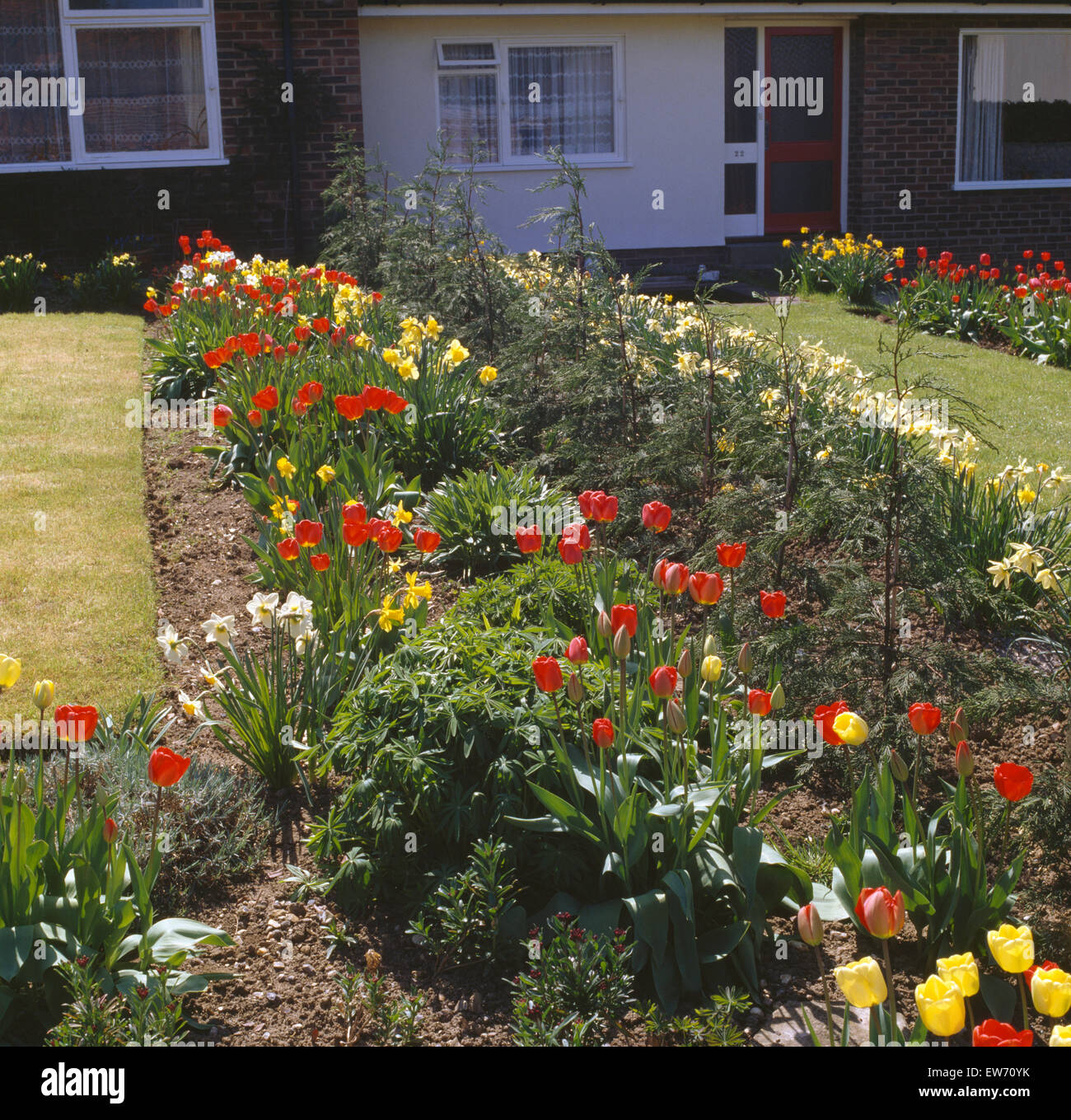 Tulipes rouges et jaunes en bordure de jardin à l'avant de la chambre 70 Banque D'Images