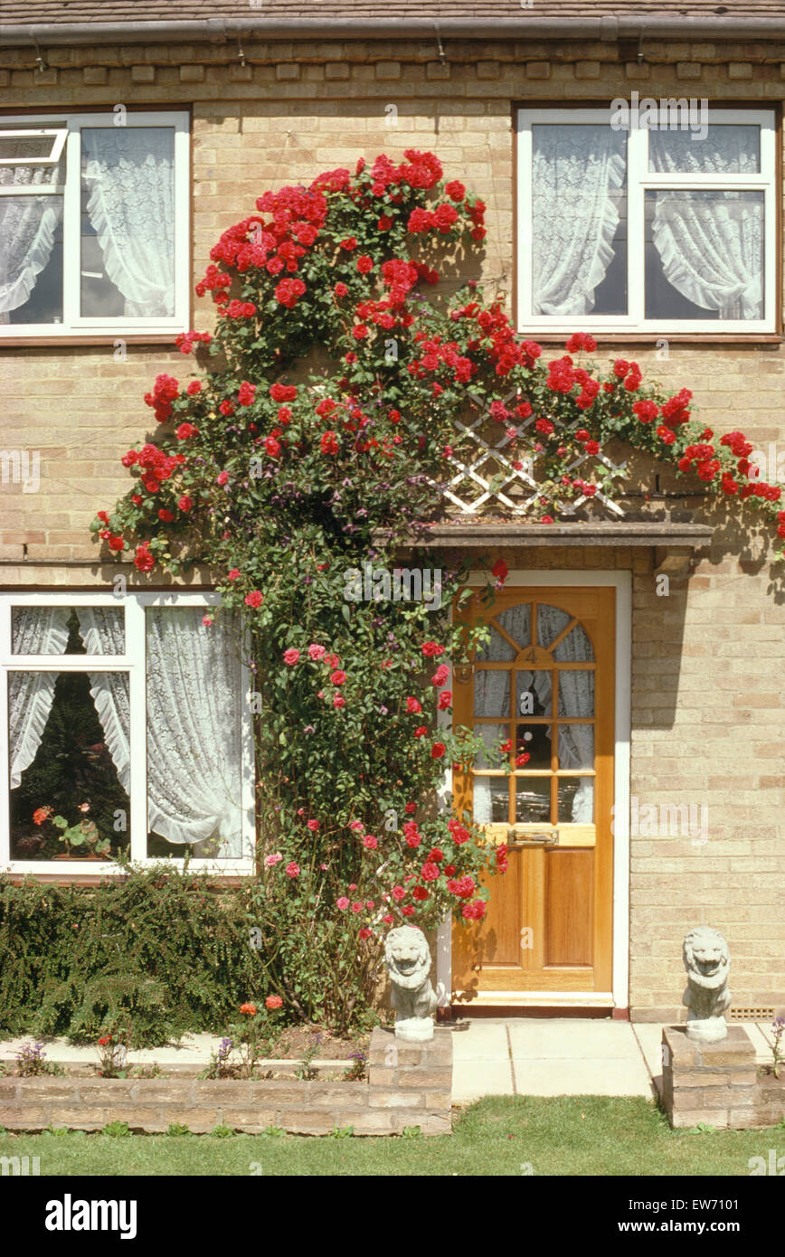 Extérieur d'une maison de banlieue des années 70 avec un rosier grimpant rouge et des fenêtres avec rideaux net Banque D'Images