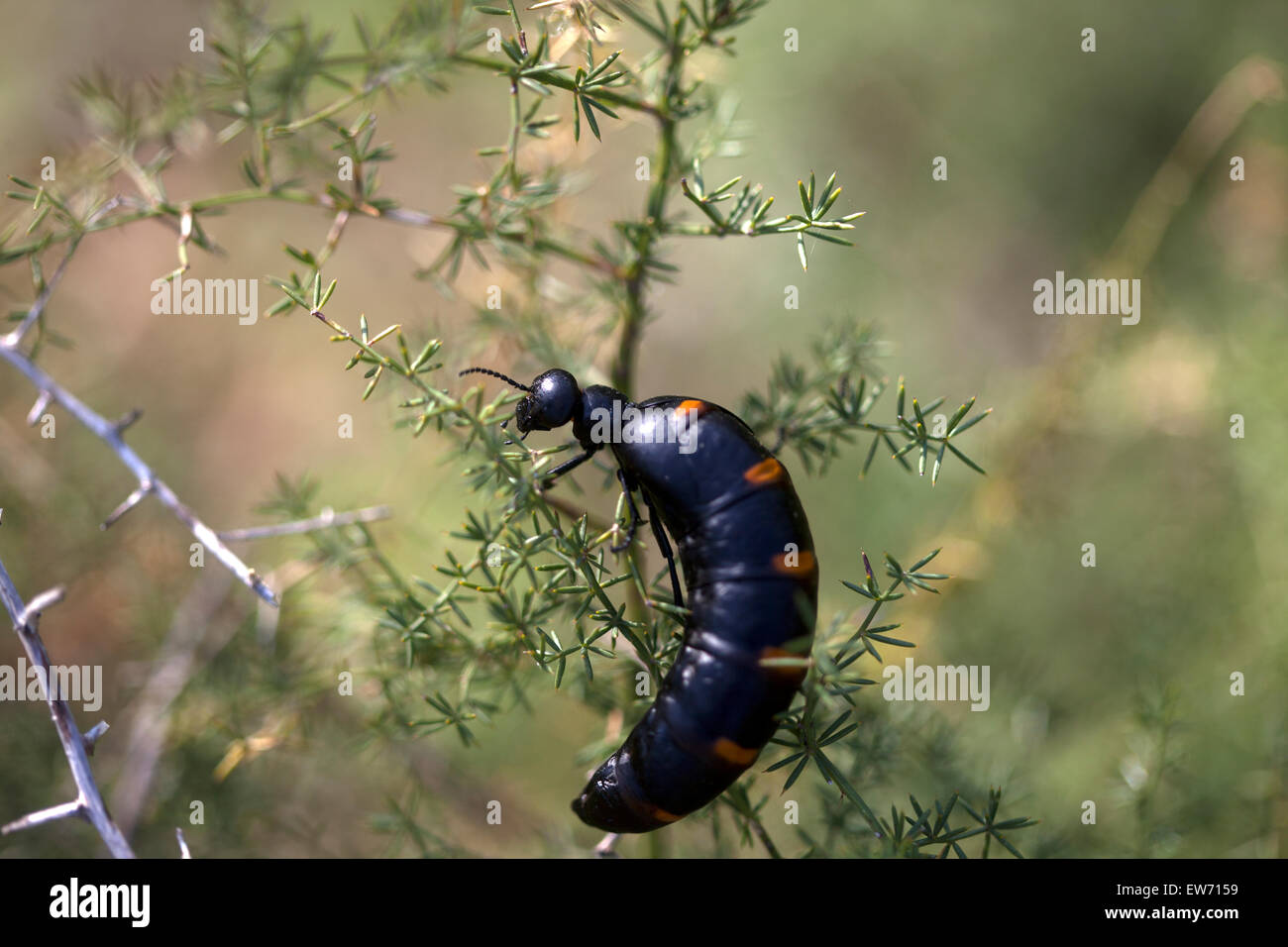 Un scarabée Meloe Majalis est perché sur une plante épineuse en Prado del Rey, La Sierra de Cadiz, Andalousie, Espagne Banque D'Images