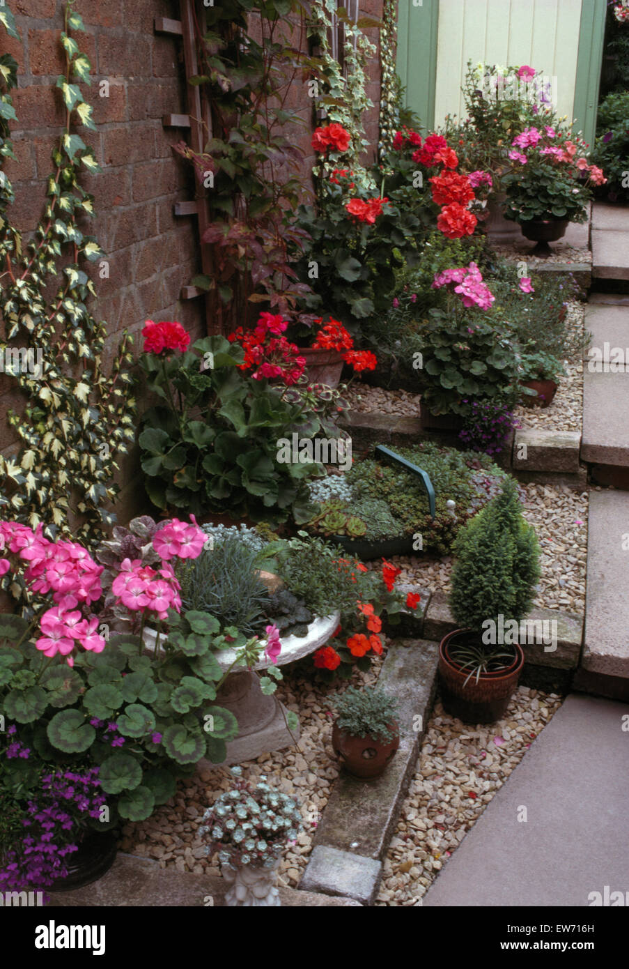 Des pots de géraniums rouges et roses dans des pots à côté d'étapes ...