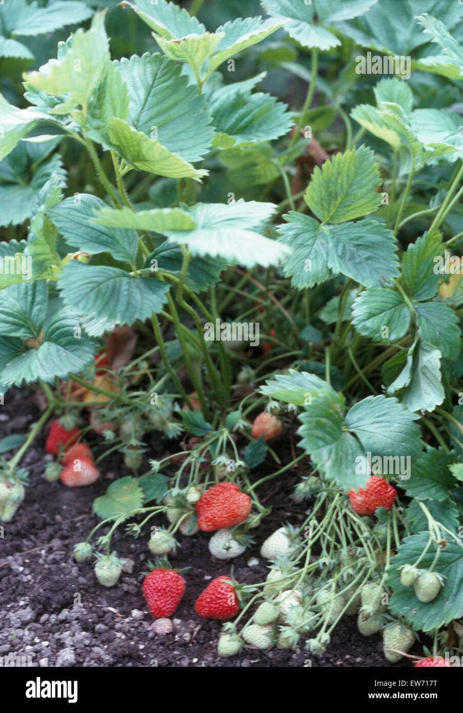 Close-up du mûrissement des fraises dans un jardin potager Banque D'Images