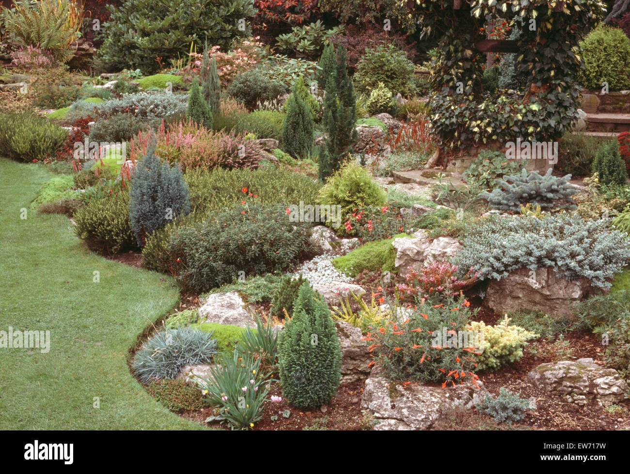 Les petits conifères et plantes alpines dans les années 70 avec jardin de rocaille bordure soignée Banque D'Images