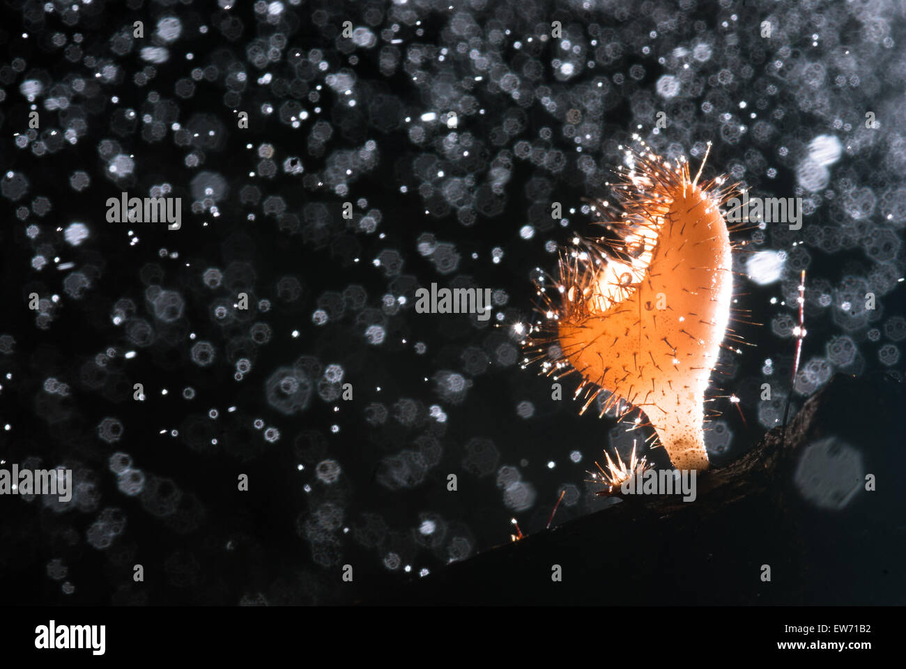 Beau champagne rose mushroom en forêt tropicale, Thaïlande Banque D'Images