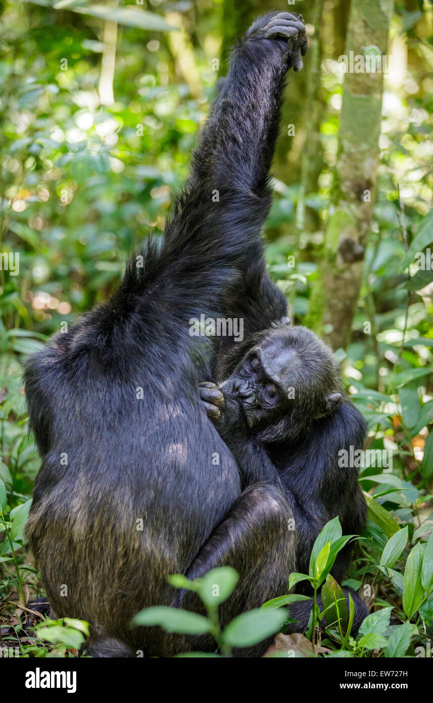 Mâles chimpanzés sauvages se toilettent mutuellement dans le parc national de Kibale, en Ouganda. Banque D'Images