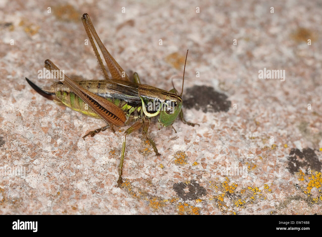 Roesel's bush cricket, Roesels Rösels Beißschrecke Beißschrecke, Roesels Beissschrecke, Weibchen, Metrioptera roeselii, Banque D'Images