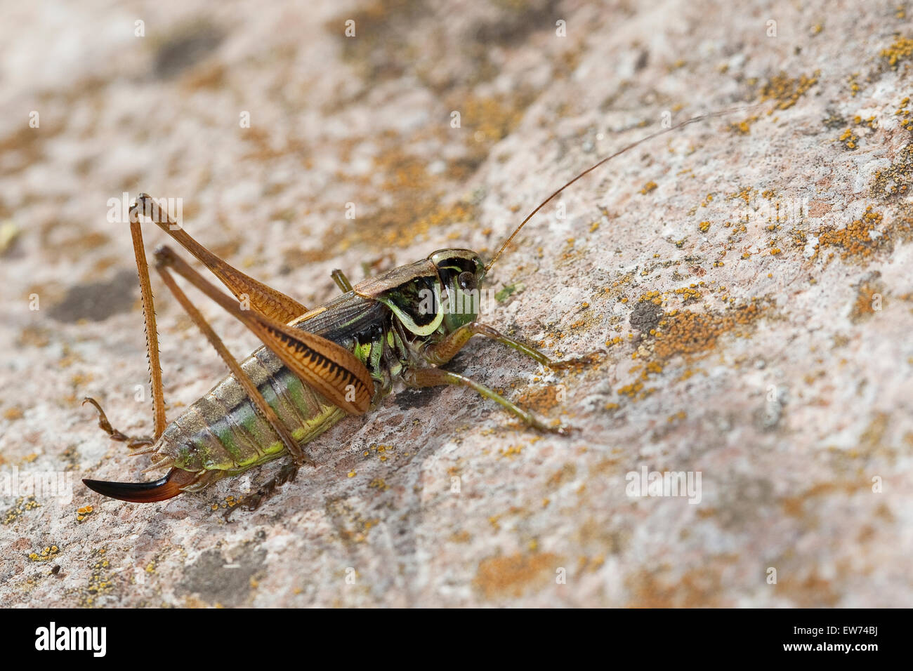 Roesel's bush cricket, Roesels Rösels Beißschrecke Beißschrecke, Roesels Beissschrecke, Weibchen, Metrioptera roeselii, Banque D'Images