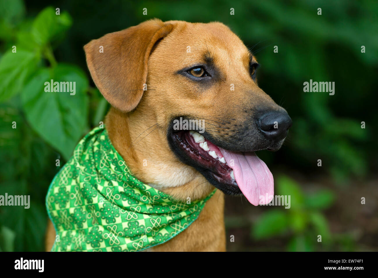 Chien heureux close up avec de gros chien marron et vert bandana à l'extérieur. Banque D'Images