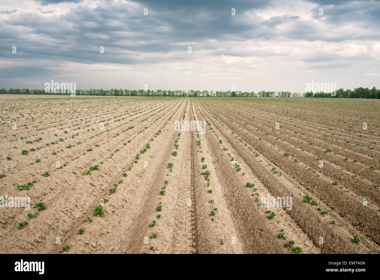 Plants de pommes de terre sur des lits surélevés Banque D'Images