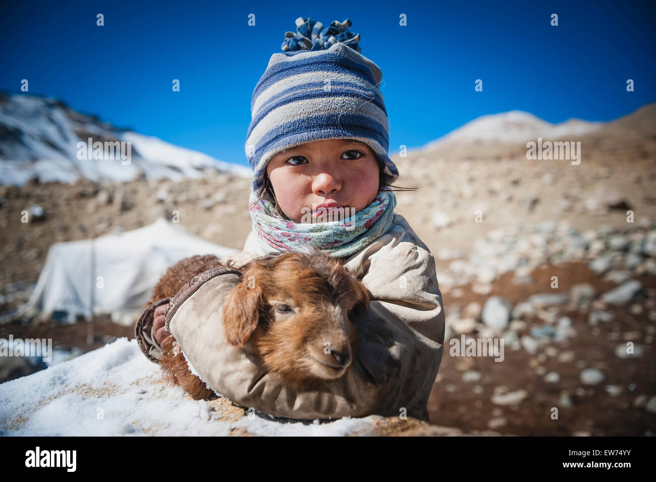 Jeune fille jouant avec Changpa Chèvre Pashmina cub Banque D'Images