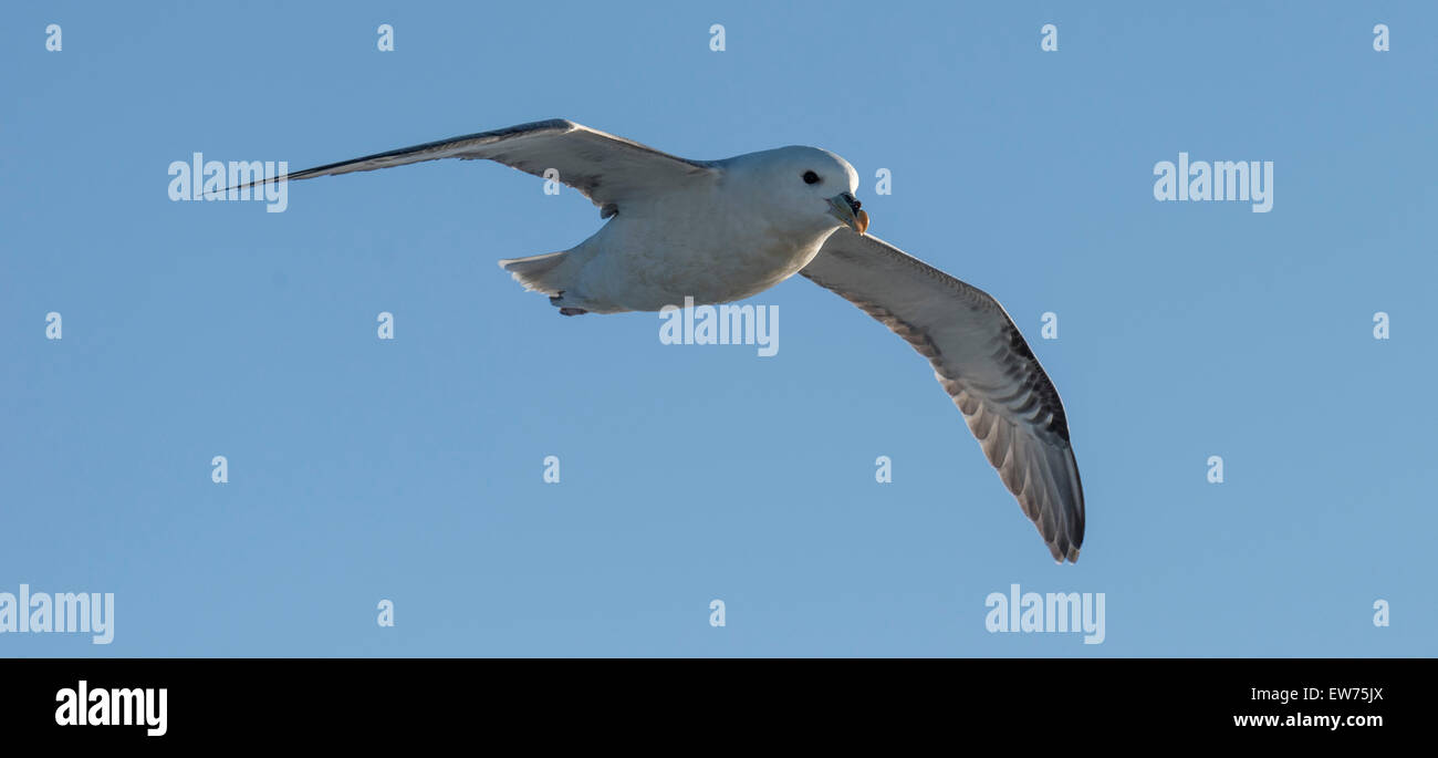 Le Fulmar boréal (Fulmaris glacialis) en vol, le Groenland Banque D'Images