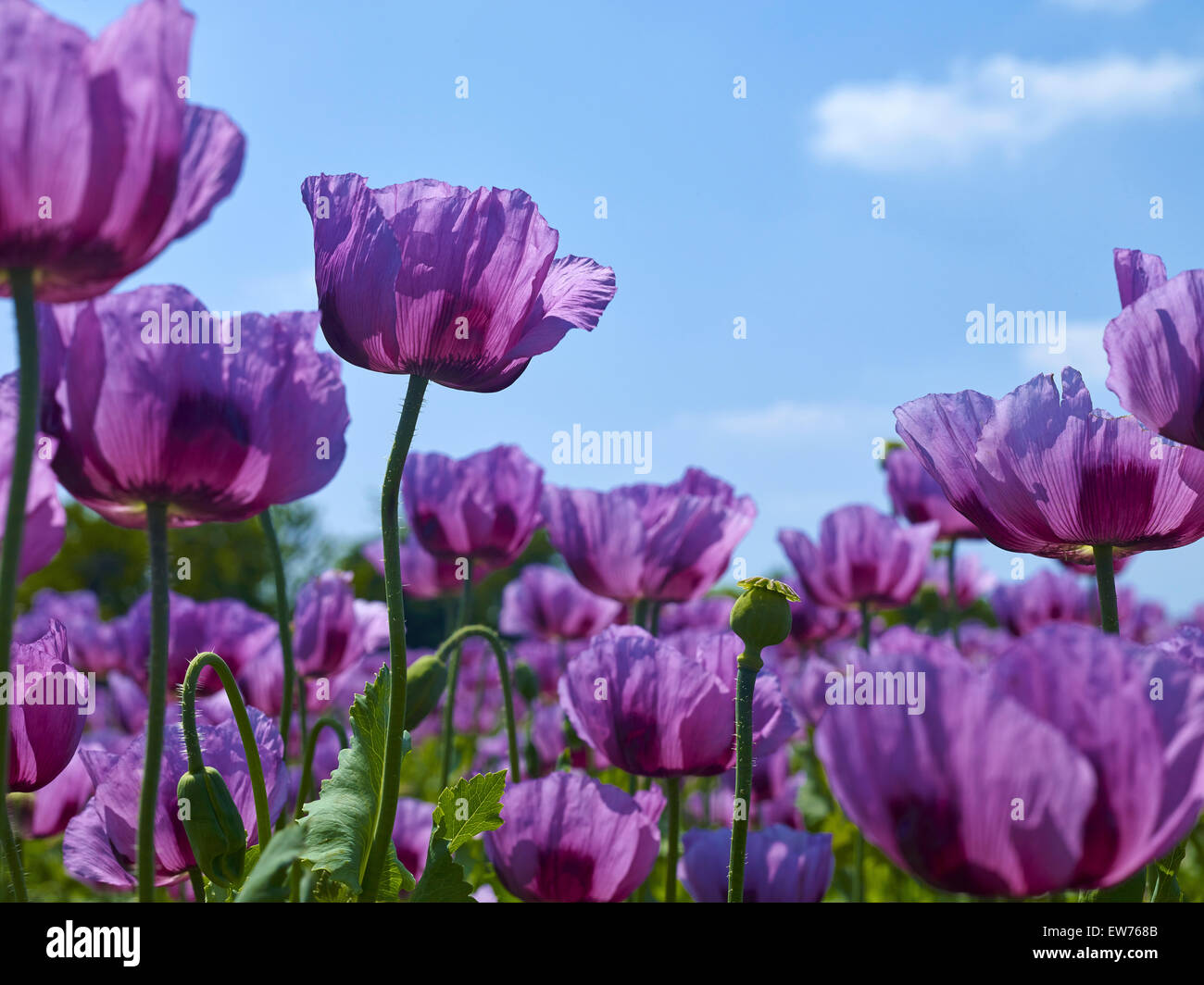 Le pavot à opium en fleurs Banque D'Images