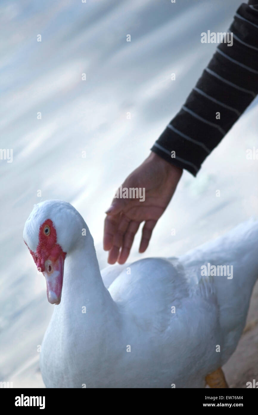 Garçon en caressant un canard dans un parc Banque D'Images