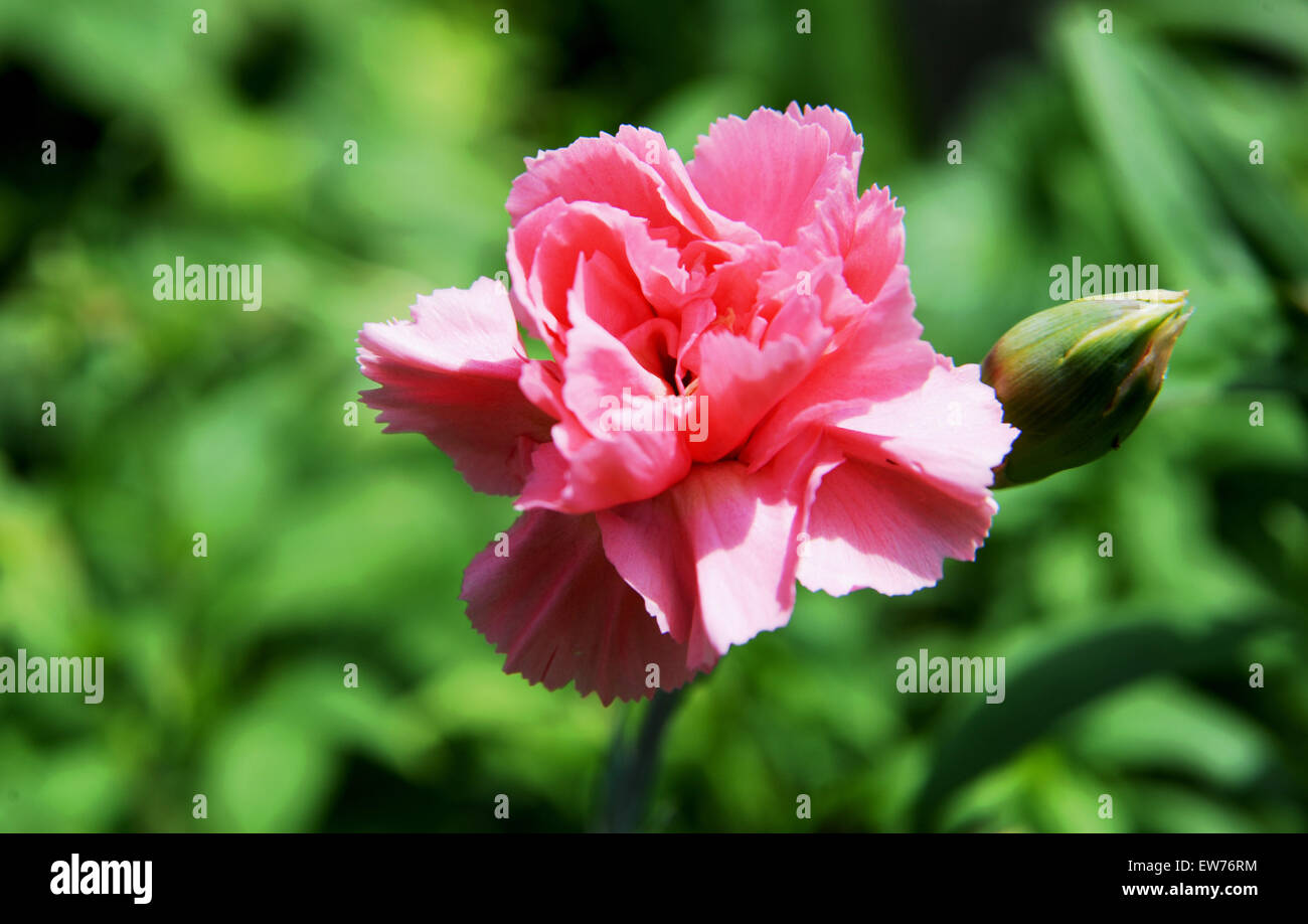 British Garden roses plantes fleurissent en été Banque D'Images