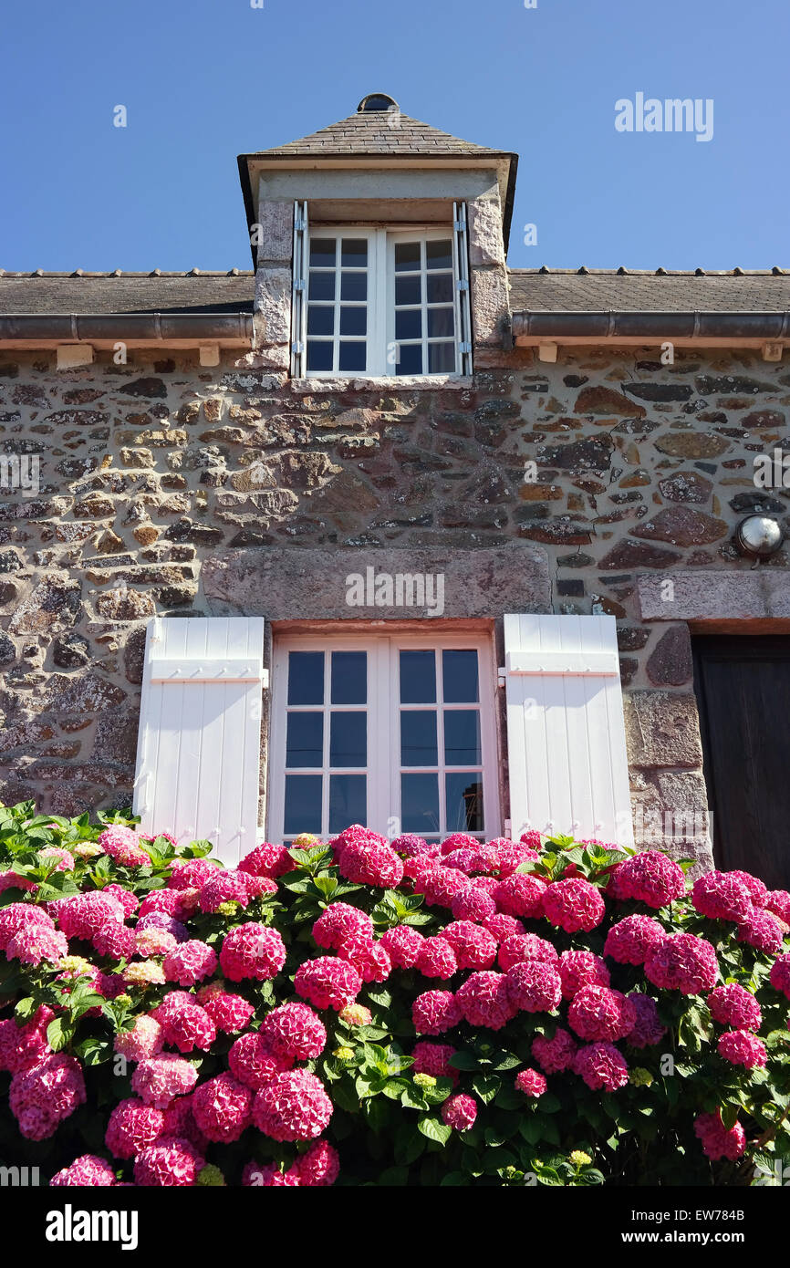 Hortensia couleur magenta bush en face de façade d'une maison en pierre Banque D'Images