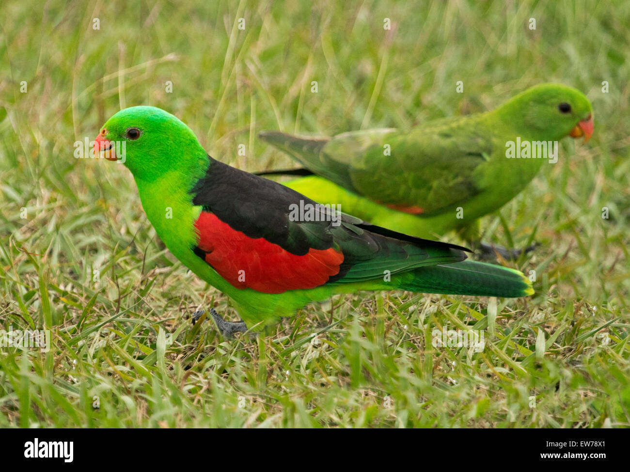 Mâle et femelle spectaculaire red-winged perroquets Aprosmictus erythropterus, oiseaux sauvages indigènes australiens sur pelouse au jardin urbain Banque D'Images