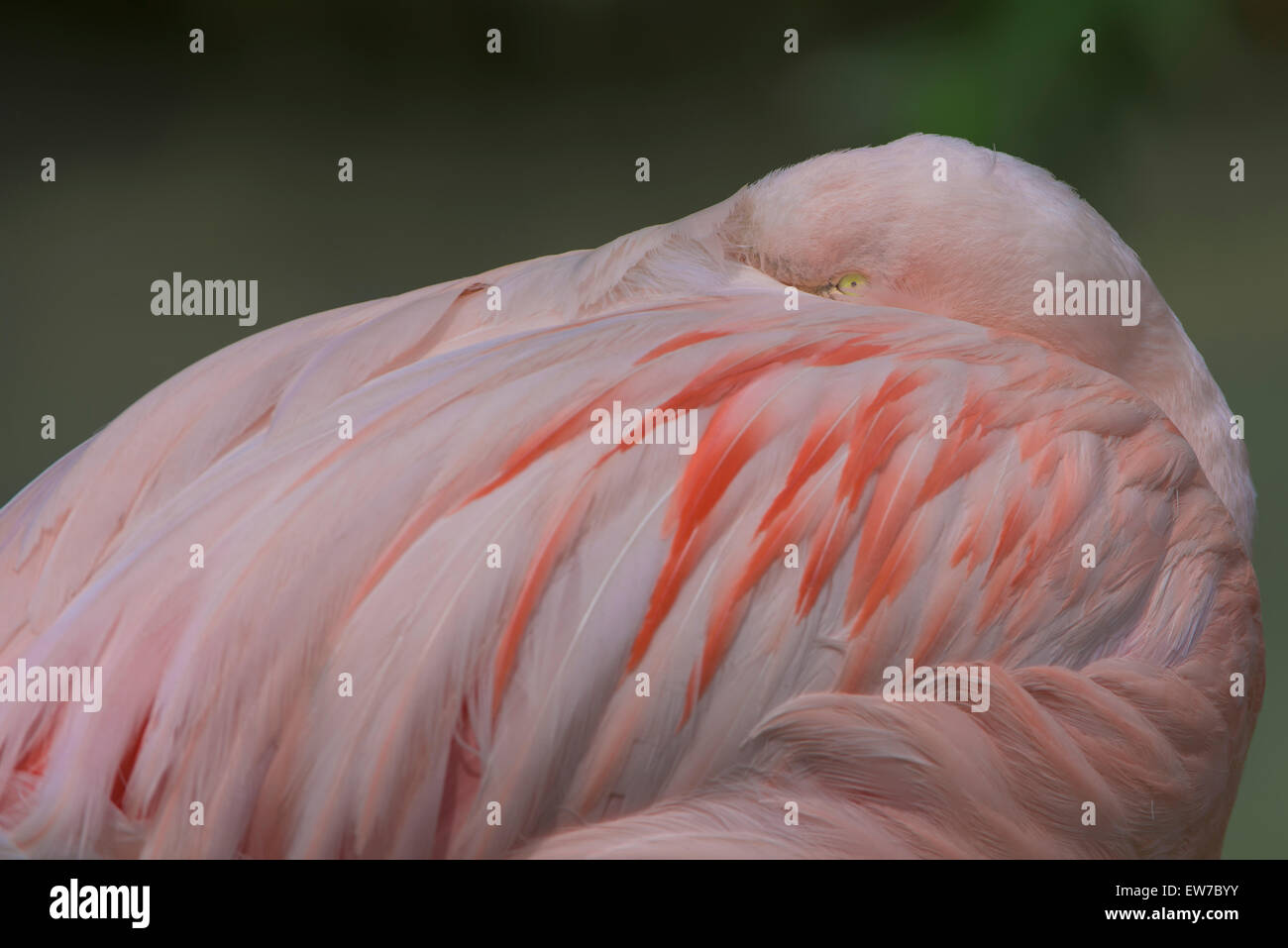 Chilenische , Flamingo Phoenicopterus chilensis)(,Chilean flamingo , Banque D'Images