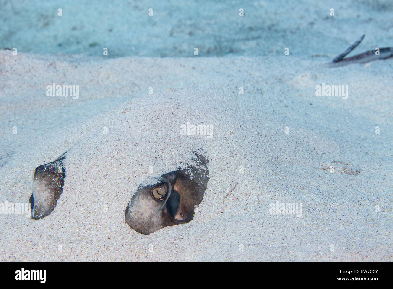 Stingray camouflés. Banque D'Images