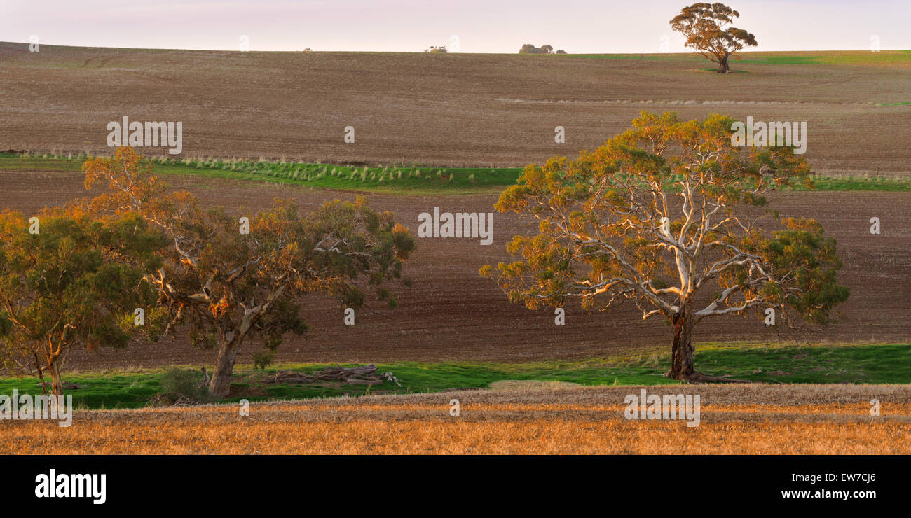 L'automne dans la vallée de Barossa, Adélaïde, SA, Australie du Sud, Australie Banque D'Images