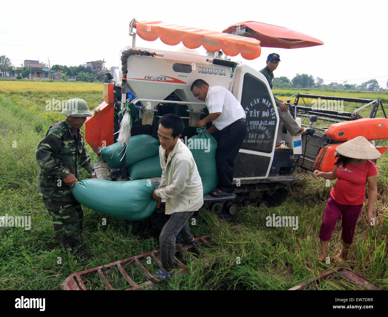 Hanoi, Vietnam. 19 Juin, 2015. Les gens du riz de la récolte dans la province de Hai Duong, nord du Vietnam, le 19 juin 2015. Le Vietnam a obtenu quelques 1,05 milliards de dollars américains par l'exportation de 2,4 millions de tonnes de riz dans les cinq premiers mois de 2015, soit une baisse de 14,6  % en valeur et 11,4  % en volume sur un an, selon le ministère de l'Agriculture et du développement rural. © Xinhua/VNA/Alamy Live News Banque D'Images