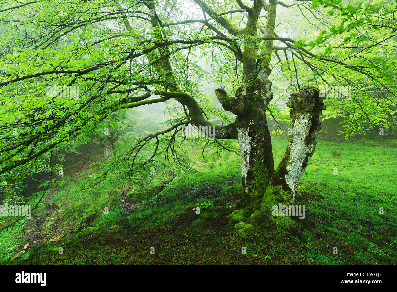 Arbre dans la forêt de conjoined Banque D'Images
