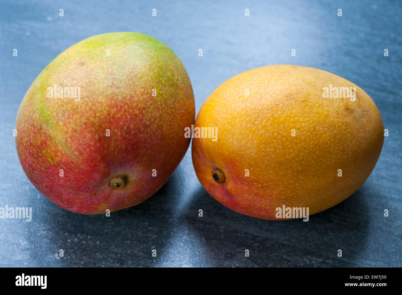 Ensemble de deux fruits mûrs mango sur fond noir en bleu Banque D'Images