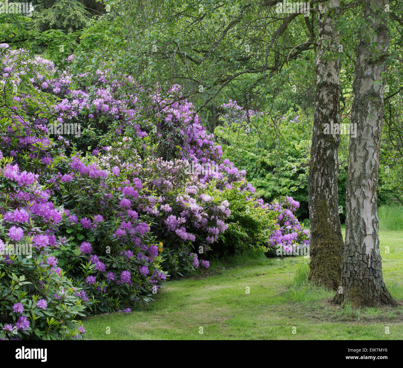 Les buissons de rhododendrons en fleur dans un jardin anglais Banque D'Images