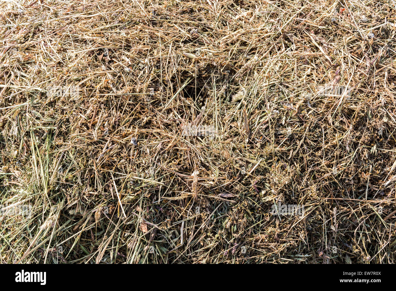De l'herbe sèche texture background hay closeup Banque D'Images