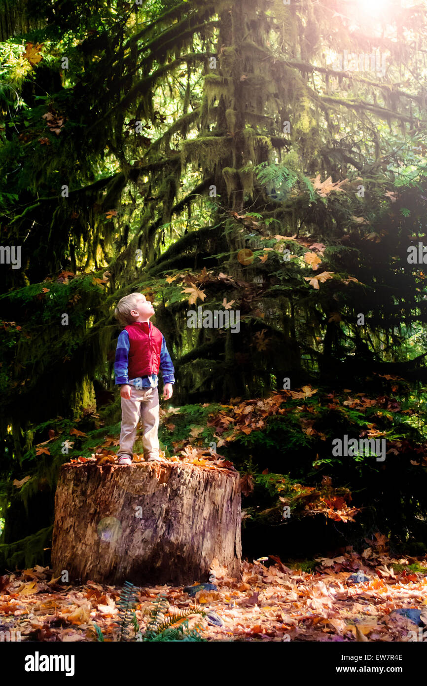 Garçon debout sur un tronc d'arbre dans les bois à la recherche le ciel Banque D'Images