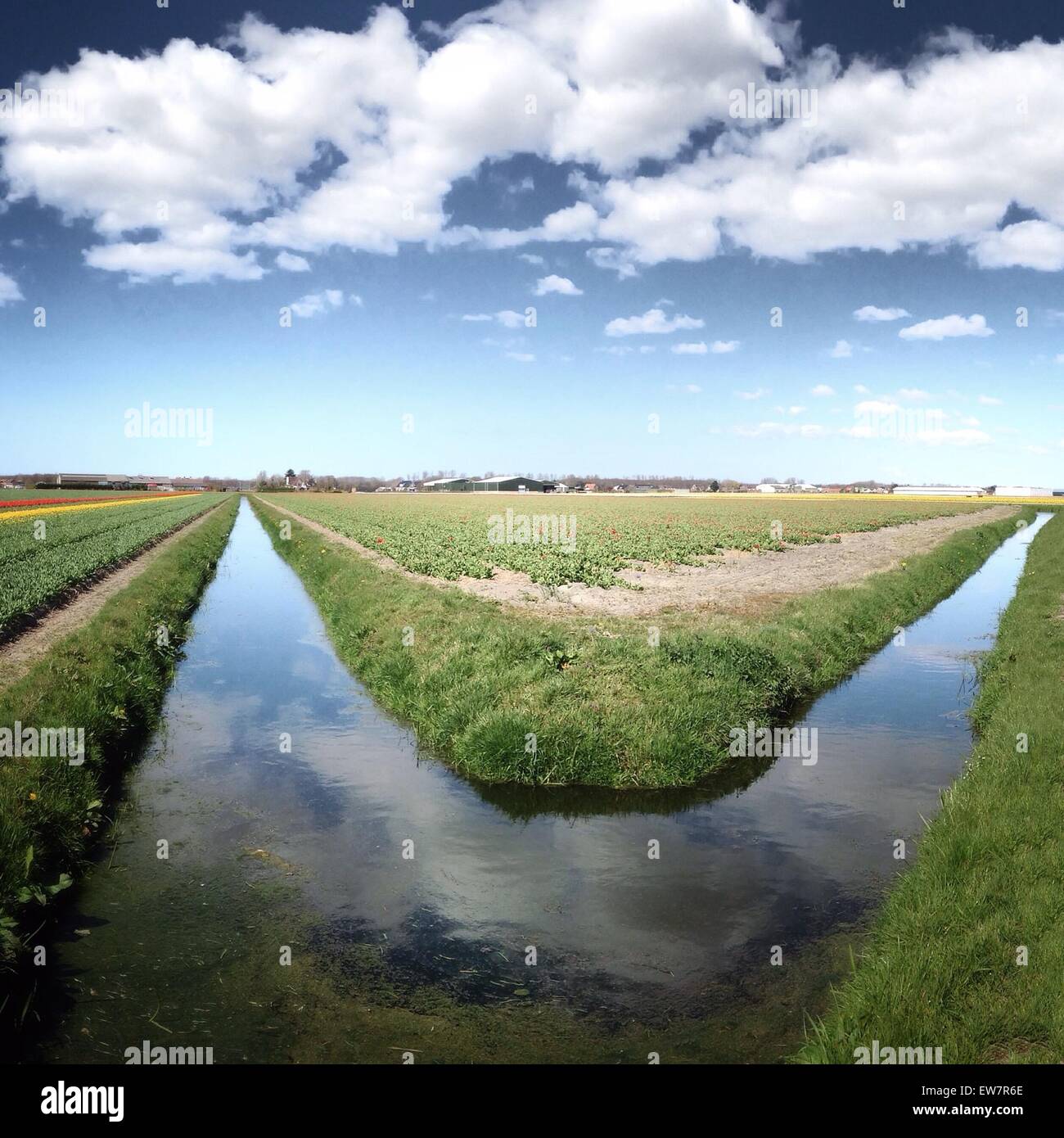 Fossé de drainage par un champ, Hillegom, Pays-Bas Banque D'Images