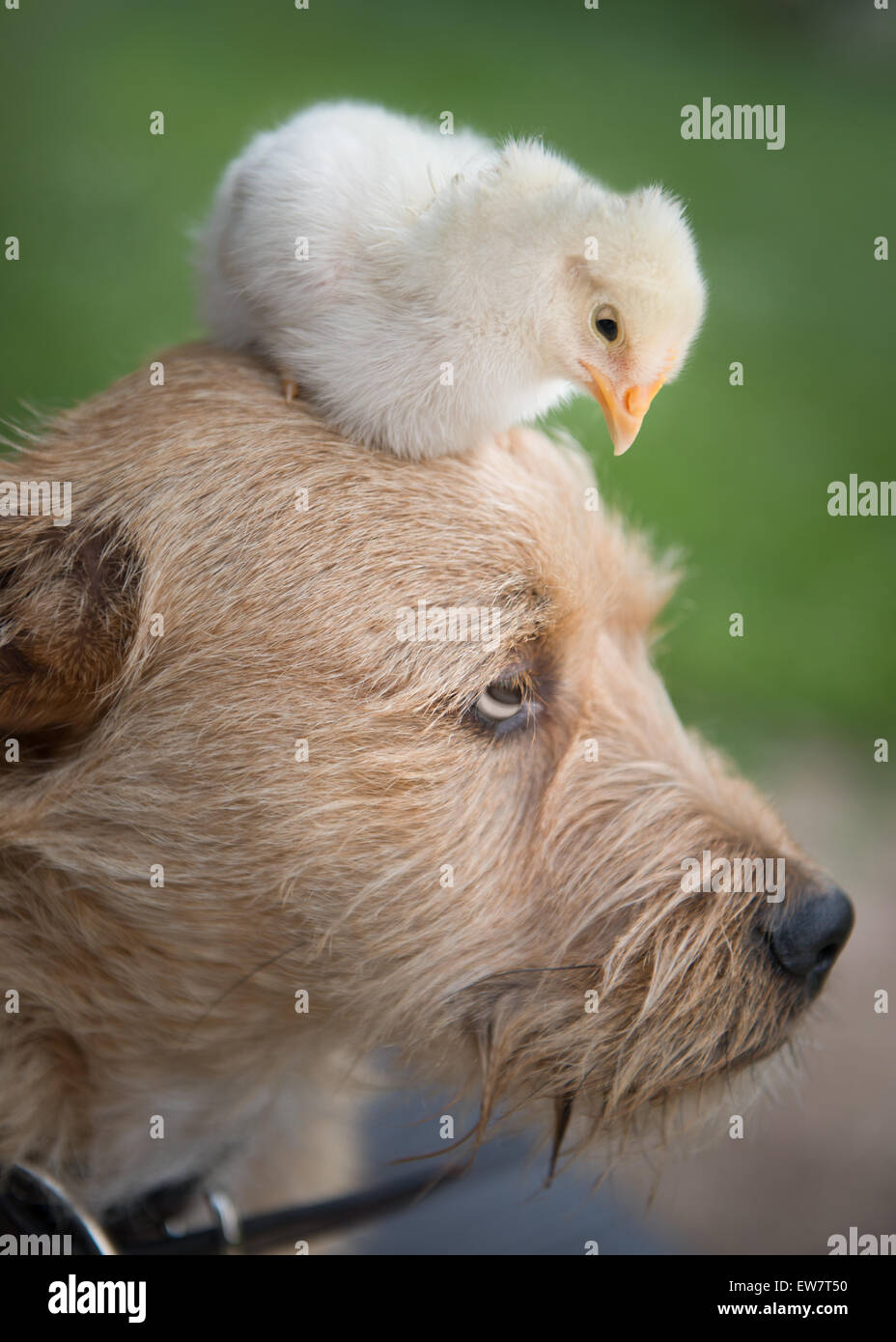 Chick assis sur la tête d'un chien de terrier irlandais Banque D'Images